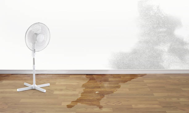 Best Ceiling water damage repair  in Cudjoe Key, FL